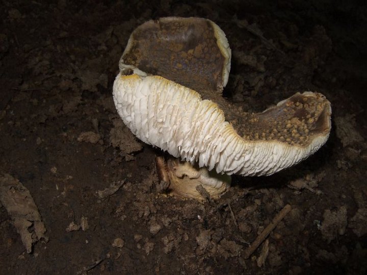 Amanita franchetii